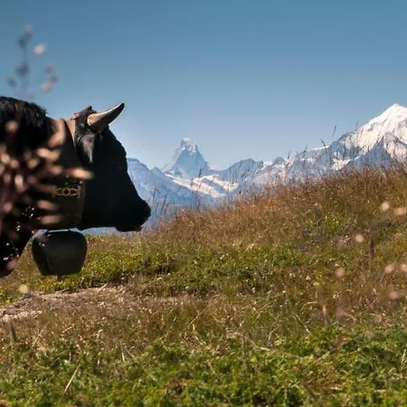 Slalom 3* Bettmeralp