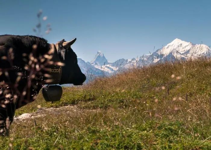 Slalom 3* Bettmeralp
